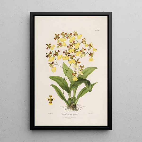 John Lindley - Sertum orchidaceum A wreath of the most beautiful orchidaceous flowers Pl39.webp