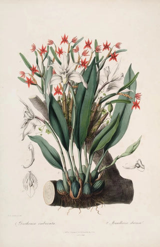 John Lindley - Sertum orchidaceum A wreath of the most beautiful orchidaceous flowers Pl40.webp