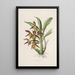 Sertum orchidaceum Eine Krone der schönsten Orchideenblumen Pl41 - John Lindley — gerahmtes Bild an der Wand