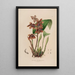 Sertum orchidaceum Eine Krone der schönsten Orchideenblumen Pl43 - John Lindley — gerahmtes Bild an der Wand