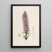 Sertum orchidaceum Eine Krone der schönsten Orchideenblumen Pl44 - John Lindley — gerahmtes Bild an der Wand
