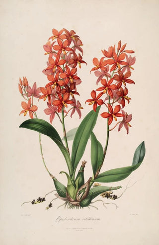 John Lindley - Sertum orchidaceum A wreath of the most beautiful orchidaceous flowers Pl45.webp