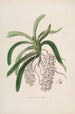 Sertum orchidaceum Eine Krone der schönsten Orchideenblumen Pl47 - John Lindley — Ansicht des Kunstwerks
