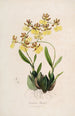 Sertum orchidaceum Eine Krone der schönsten Orchideenblumen Pl48 - John Lindley — Ansicht des Kunstwerks