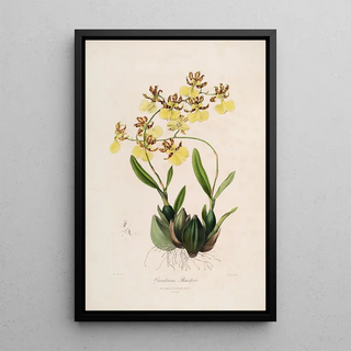 John Lindley - Sertum orchidaceum A wreath of the most beautiful orchidaceous flowers Pl48.webp