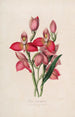 Sertum orchidaceum Eine Krone der schönsten Orchideenblumen Pl49 - John Lindley — Ansicht des Kunstwerks
