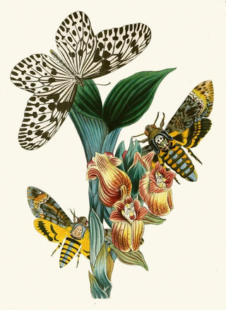 John Obadiah Westwood - The cabinet of oriental entomology Pl XLI.webp