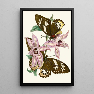John Obadiah Westwood - The cabinet of oriental entomology Pl XV.webp