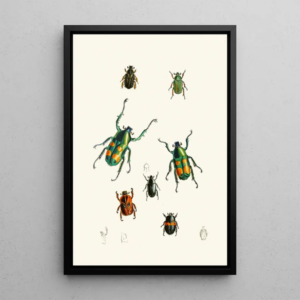 John Obadiah Westwood - The cabinet of oriental entomology Pl XVIII.webp