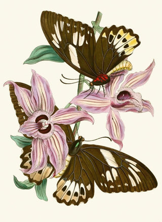 John Obadiah Westwood - The cabinet of oriental entomology Pl XV.webp