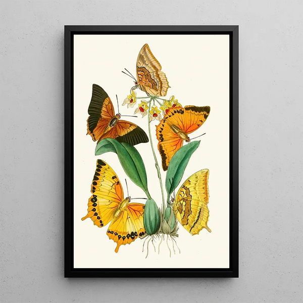 John Obadiah Westwood - The cabinet of oriental entomology Pl XXII.webp