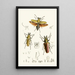 Das Cabinet der orientalischen Entomologie Pl XXIV - John Obadiah Westwood — gerahmtes Bild an der Wand