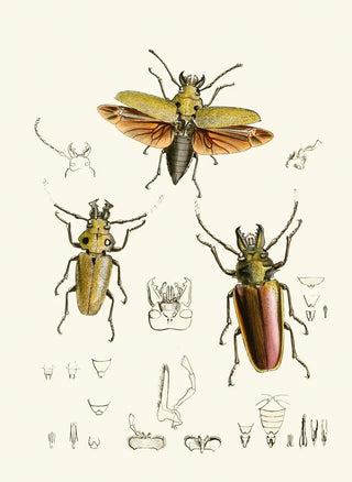 John Obadiah Westwood - The cabinet of oriental entomology Pl XXIV.webp