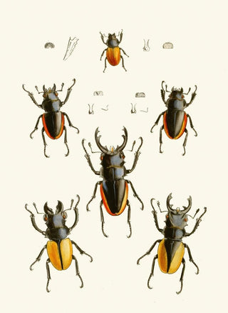 John Obadiah Westwood - The cabinet of oriental entomology Pl XXVII.webp