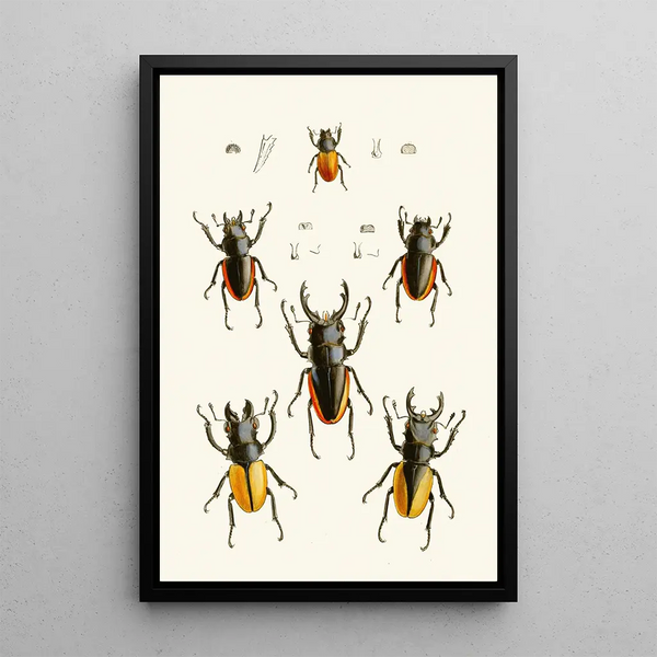John Obadiah Westwood - The cabinet of oriental entomology Pl XXVII.webp
