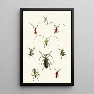 John Obadiah Westwood - The cabinet of oriental entomology Pl XXX.webp