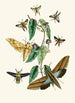 Le cabinet d'entomologie orientale Pl XXXI - John Obadiah Westwood — Ansicht des Kunstwerks