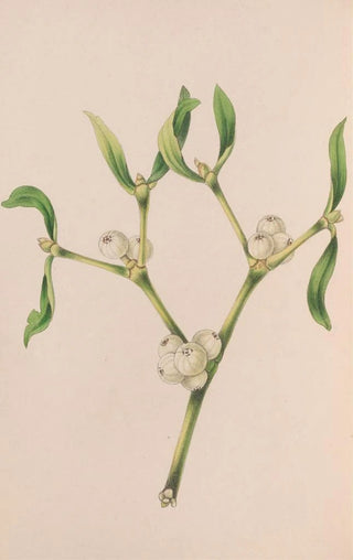 John Stevens Henslow - Christmas Rose.webp