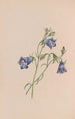 Immortelle - John Stevens Henslow — Ansicht des Kunstwerks