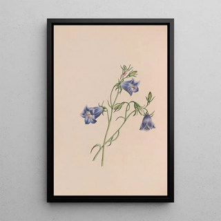 John Stevens Henslow - Everlasting.webp