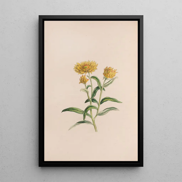 John Stevens Henslow - Jasmine.webp
