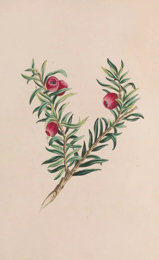 John Stevens Henslow - Moss.webp