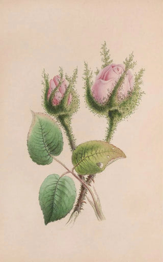 John Stevens Henslow - Musk Mallow.webp