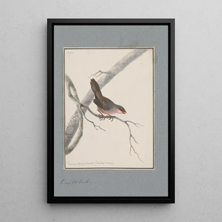 John William Lewin - Original watercolour drawings of birds and eggs Pl22.webp