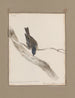 Originalzeichnungen in Aquarell von Vögeln und Eiern Pl33 - John William Lewin — Ansicht des Kunstwerks