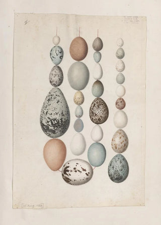 John William Lewin - Original watercolour drawings of birds and eggs Pl40.webp