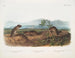 Arvicola de Townsend, Arvicola à nez pointu, Ratte des rives - John Woodhouse Audubon — Ansicht des Kunstwerks