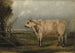 Ein junger Stier - John Woodhouse Audubon — Ansicht des Kunstwerks