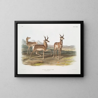 John Woodhouse Audubon - Antilope Americana Pronghorned Antelope Male  female.webp
