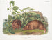 Marmotte de Lewis à taille naturelle - John Woodhouse Audubon — Ansicht des Kunstwerks