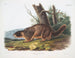 Marmotte à ventre jaune mâle taille naturelle - John Woodhouse Audubon — Ansicht des Kunstwerks