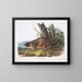 Marmotte à ventre jaune mâle taille naturelle - John Woodhouse Audubon — gerahmtes Bild an der Wand