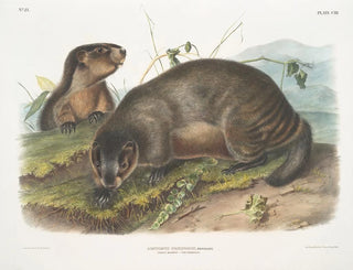 John Woodhouse Audubon - Arctomys pruinosus Hoary Marmot  The Whistler.webp