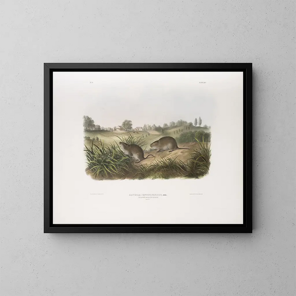 Pennsylvanie Wiesenmäuse Gemälde in Originalgröße - John Woodhouse Audubon — gerahmtes Bild an der Wand
