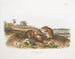 Ratte Baumwollgröße natur - John Woodhouse Audubon — Ansicht des Kunstwerks