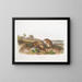 Ratte Baumwollgröße natur - John Woodhouse Audubon — gerahmtes Bild an der Wand