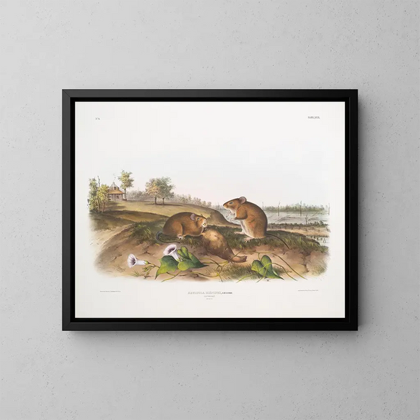 Ratte Baumwollgröße natur - John Woodhouse Audubon — gerahmtes Bild an der Wand