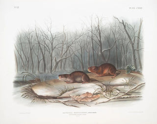 Feldmäuse der Prärie von Richardson in Originalgröße - John Woodhouse Audubon — Ansicht des Kunstwerks