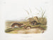 Maus der Prärie mit gelben Wangen in Originalgröße - John Woodhouse Audubon — Ansicht des Kunstwerks