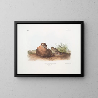 John Woodhouse Audubon - Arvocola pinetorum Lecontes Pine Mouse Male  Famale Natural size.webp