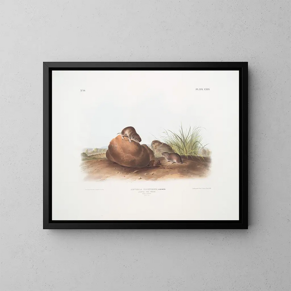 Souris des pins mâle et femelle taille naturelle - John Woodhouse Audubon — gerahmtes Bild an der Wand