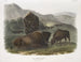 Bison américain 1 femelle 2 jeunes 3 mâles - John Woodhouse Audubon — Ansicht des Kunstwerks