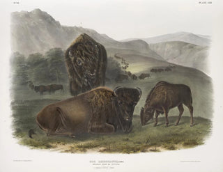 Bison américain 1 femelle 2 jeunes 3 mâles - John Woodhouse Audubon — Ansicht des Kunstwerks