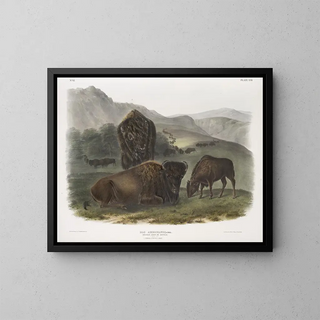 Bison américain 1 femelle 2 jeunes 3 mâles - John Woodhouse Audubon — gerahmtes Bild an der Wand