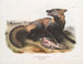 Kreuzfuchs Amerikanisch - John Woodhouse Audubon — Ansicht des Kunstwerks