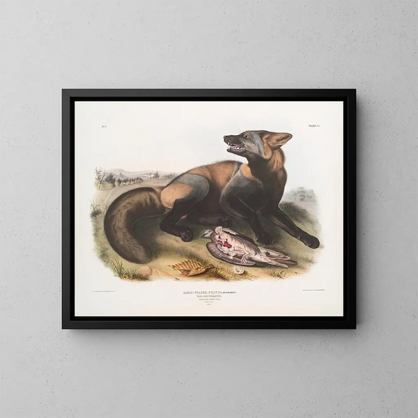 Kreuzfuchs Amerikanisch - John Woodhouse Audubon — gerahmtes Bild an der Wand